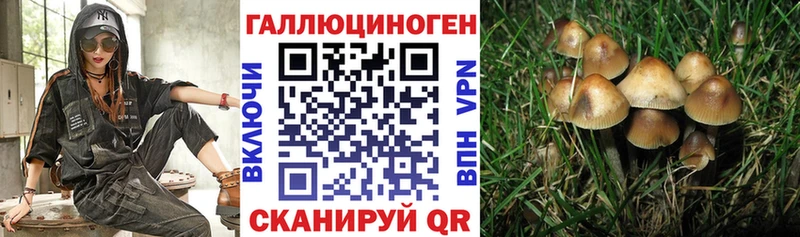 магазин продажи   Гуково  Псилоцибиновые грибы GOLDEN TEACHER 